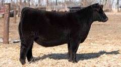TAG 51 - MAINETAINER/CHI HEIFER
