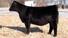 TAG 55 - SIMMENTAL HEIFER