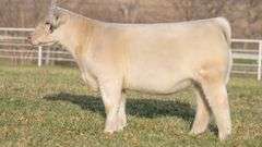 TAG 177 HEIFER