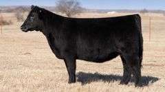TAG NT 1 - MAINETAINER HEIFER