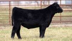 TAG 2040 - ANGUS STEER