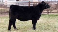 TAG 2226 - MAINE-ANGUS HEIFER
