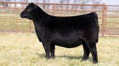 TAG 2070 - ANGUS HEIFER