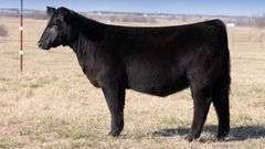 TAG PT - MAINETAINER HEIFER