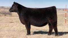 ANGUS HEIFER
