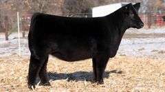 TAG 41  HEIFER