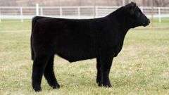 TAG 105 STEER