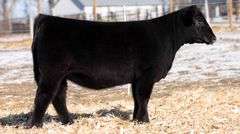 TAG 23 - % SIMMENTAL HEIFER