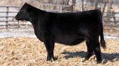 TAG 33 - MAINE/CHI HEIFER