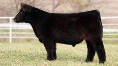 TAG 133 STEER