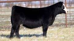 TAG 2013 - SIMMENTAL HEIFER