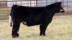 TAG 84 STEER