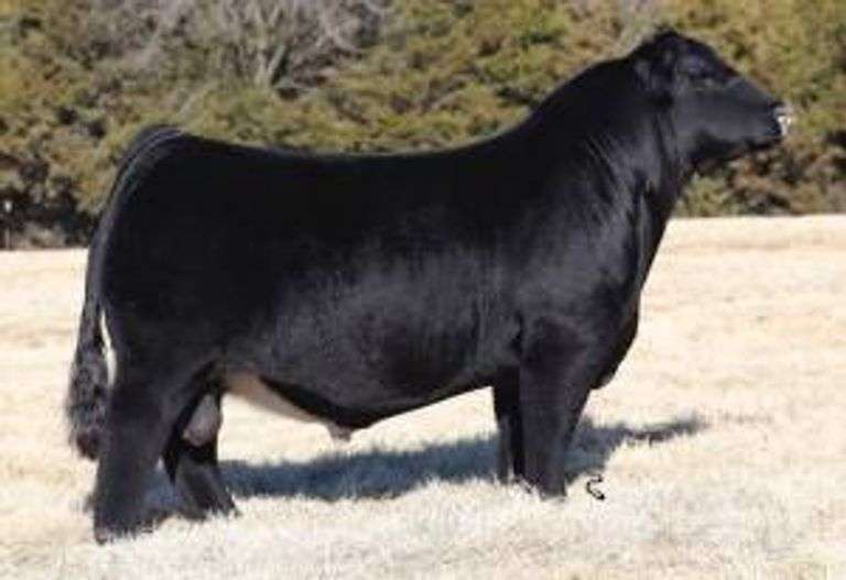 COUNTY O SEMEN
