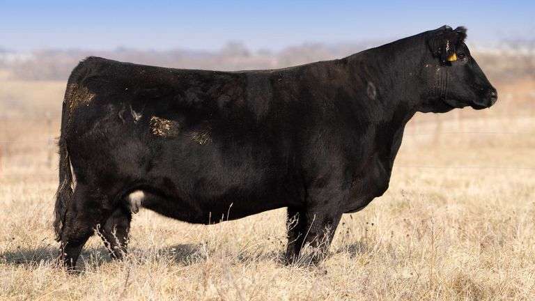 TAG 500 BRED COW