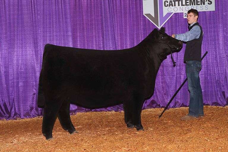 TAG 41  HEIFER