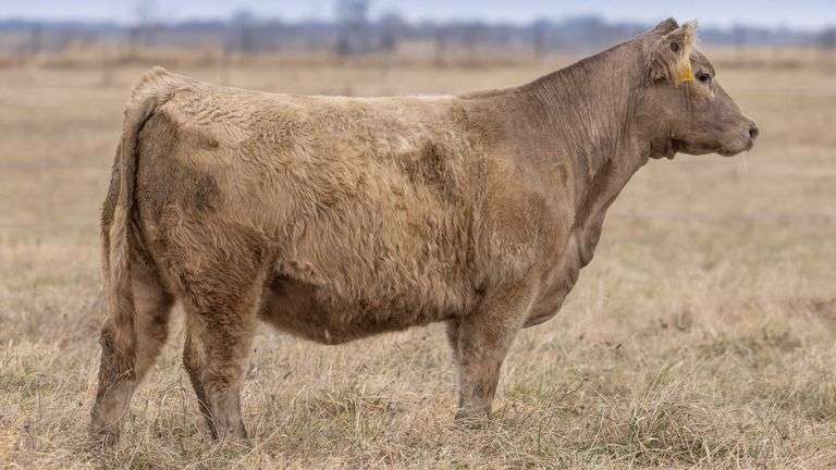 TAG 005 BRED HEIFER