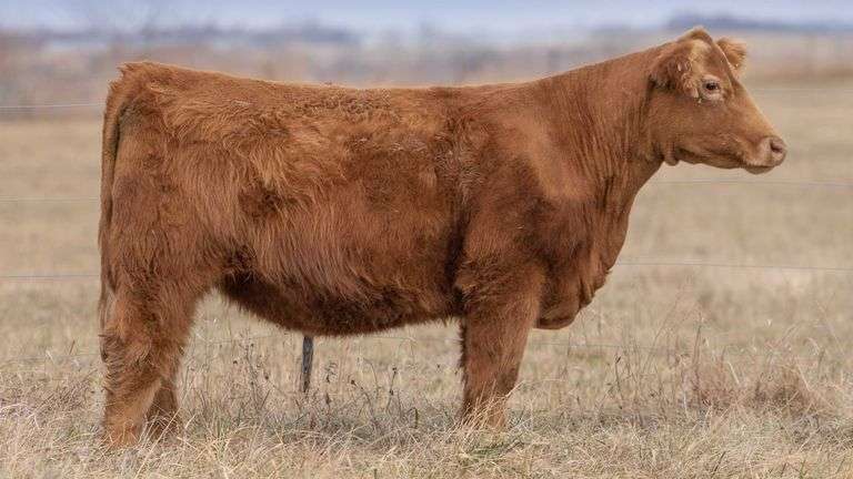 TAG 110 BRED HEIFER