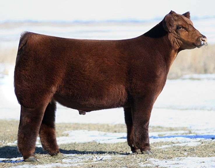 CRIMSON TIDE SEMEN