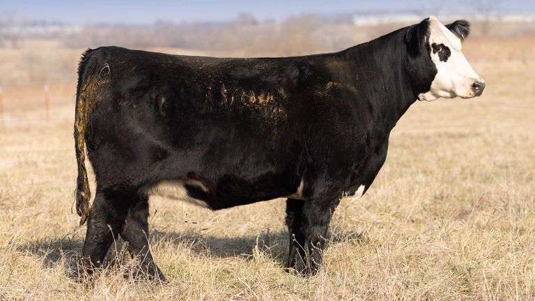 TAG 050 BRED COW