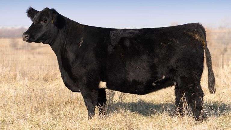 TAG 882 BRED COW