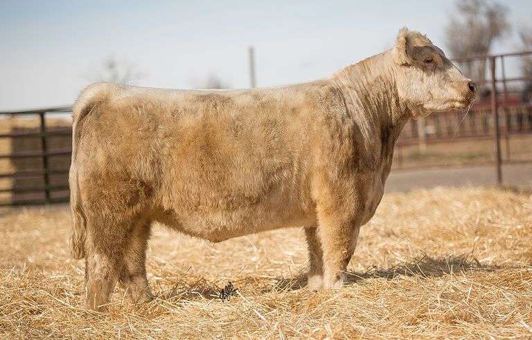 TAG 125 BRED HEIFER