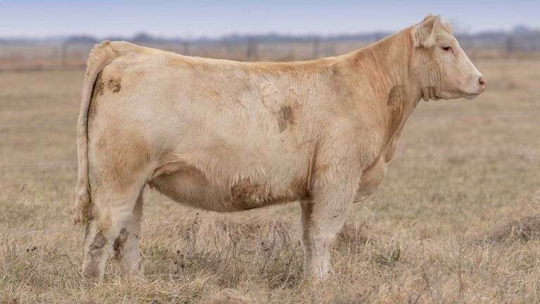 TAG 6825 BRED HEIFER