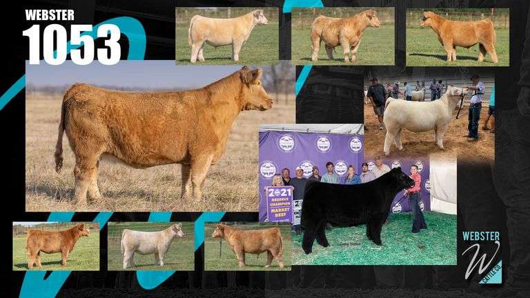 TAG 1053 BRED HEIFER