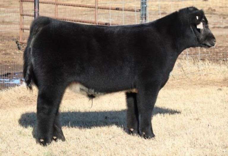 2011 X HEAT WAVE EMBRYOS