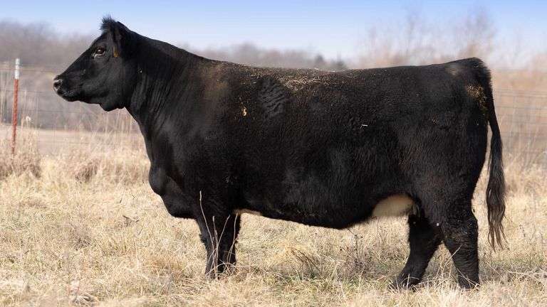 TAG 320 BRED COW