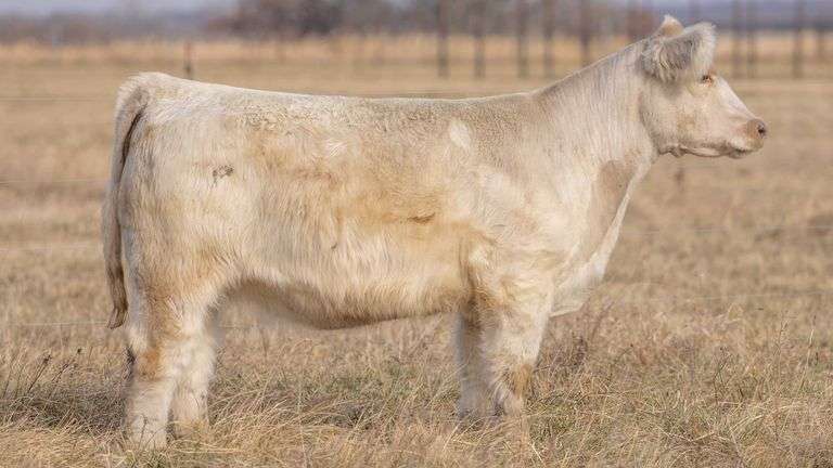 TAG 0156 BRED HEIFER