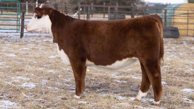 TAG 78 HEIFER