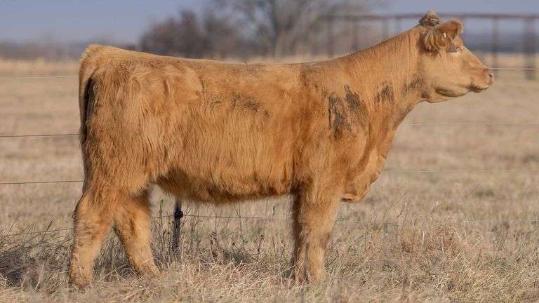 TAG 1805 BRED HEIFER