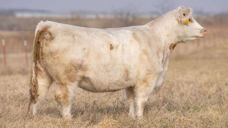 TAG 0187 BRED HEIFER