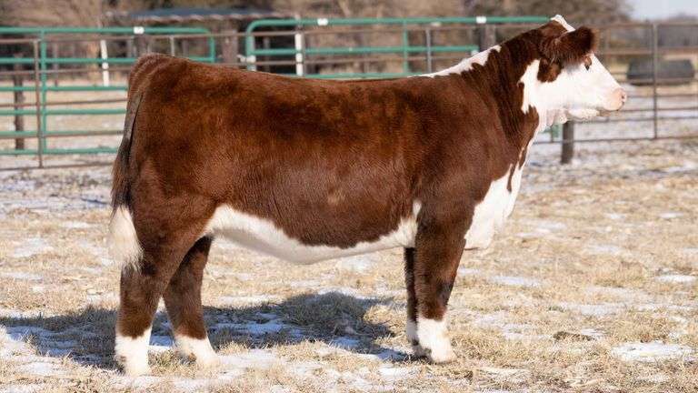 TAG 40 HEIFER
