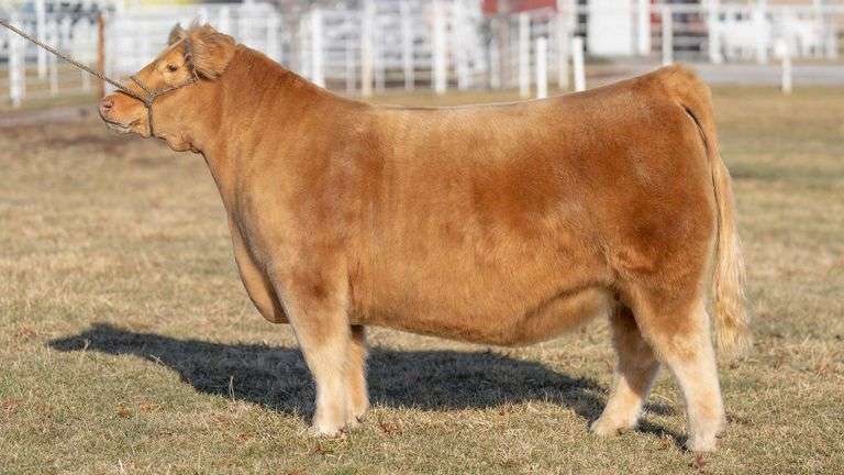 TAG IGWT BRED HEIFER
