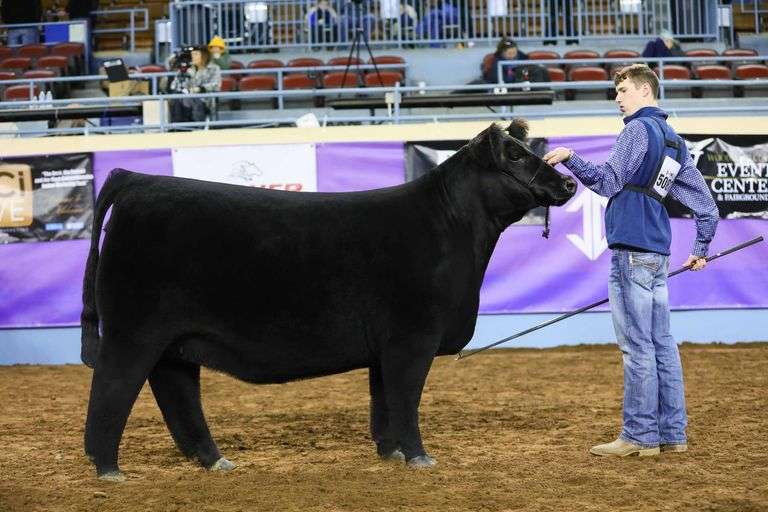 TAG 29  HEIFER