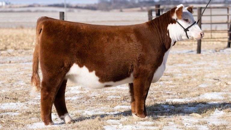 TAG 62 HEIFER