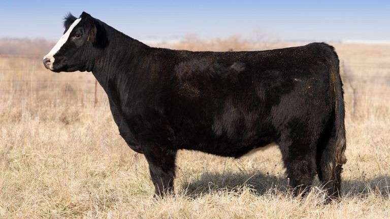 TAG 051 BRED HEIFER