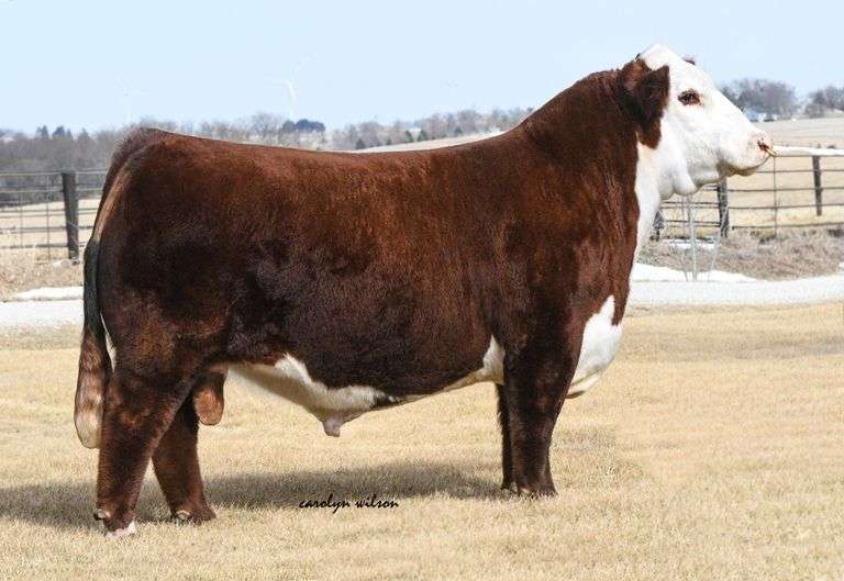 COTTON'S YELLOWSTONE SEMEN