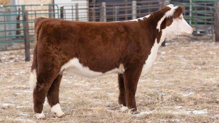 TAG 72 HEIFER