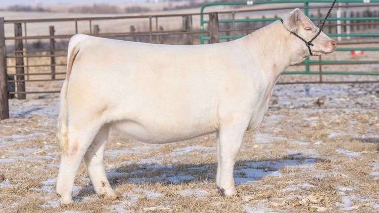 TAG 71 HEIFER
