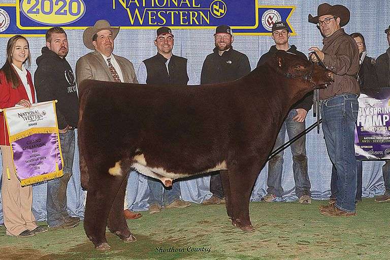 TAG 36  HEIFER