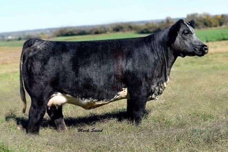 2011 X HEAT WAVE EMBRYOS