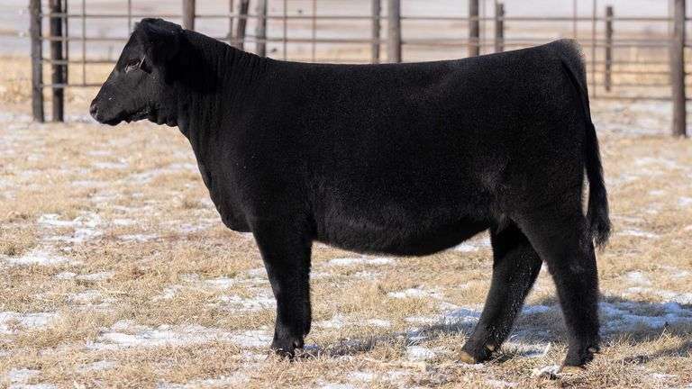 TAG 64 HEIFER