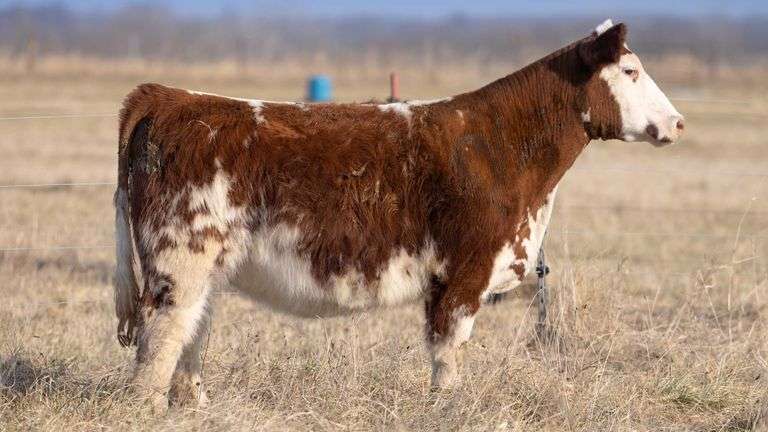TAG 1293 BRED HEIFER