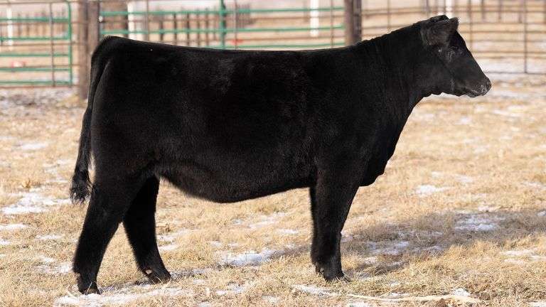 TAG 69 HEIFER