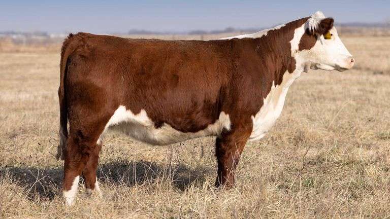 TAG 0160 BRED HEIFER