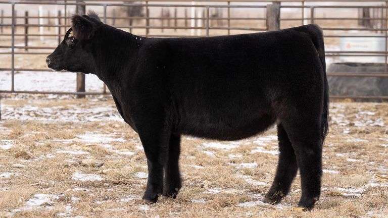 TAG 70 HEIFER