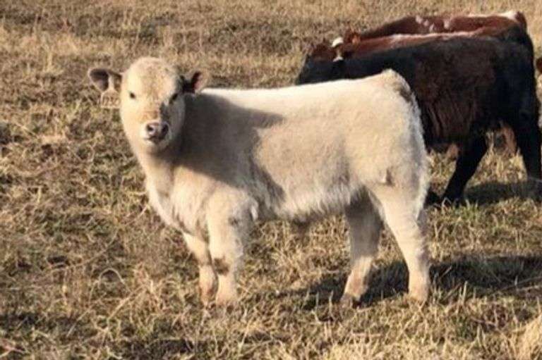 228 X MONOPOLY 7 EMBRYOS