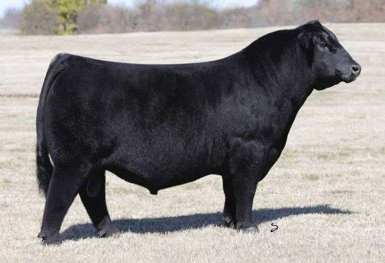 CONLEY EXPRESS SEMEN